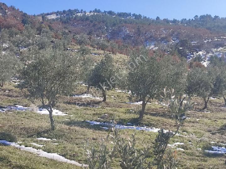 Utku İnş Gayrimenkulden Manisa Akhisar Hampaşa Mah Satılık Zeytinlik - Görsel 35