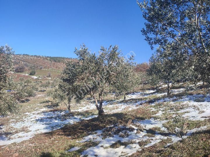 Utku İnş Gayrimenkulden Manisa Akhisar Hampaşa Mah Satılık Zeytinlik - Görsel 9