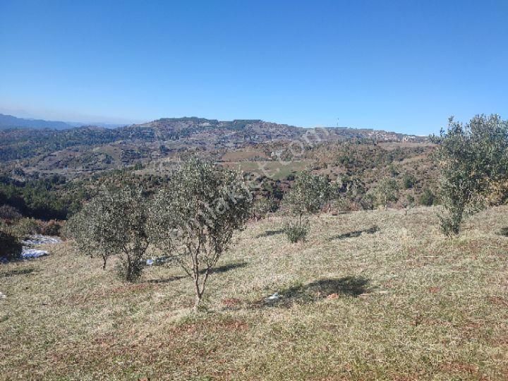 Utku İnş Gayrimenkulden Manisa Akhisar Hampaşa Mah Satılık Zeytinlik - Görsel 31