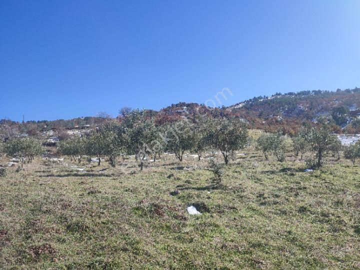 Utku İnş Gayrimenkulden Manisa Akhisar Hampaşa Mah Satılık Zeytinlik - Görsel 29