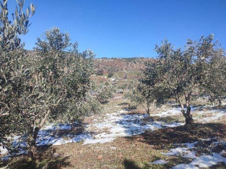 Utku İnş Gayrimenkulden Manisa Akhisar Hampaşa Mah Satılık Zeytinlik - Görsel 10