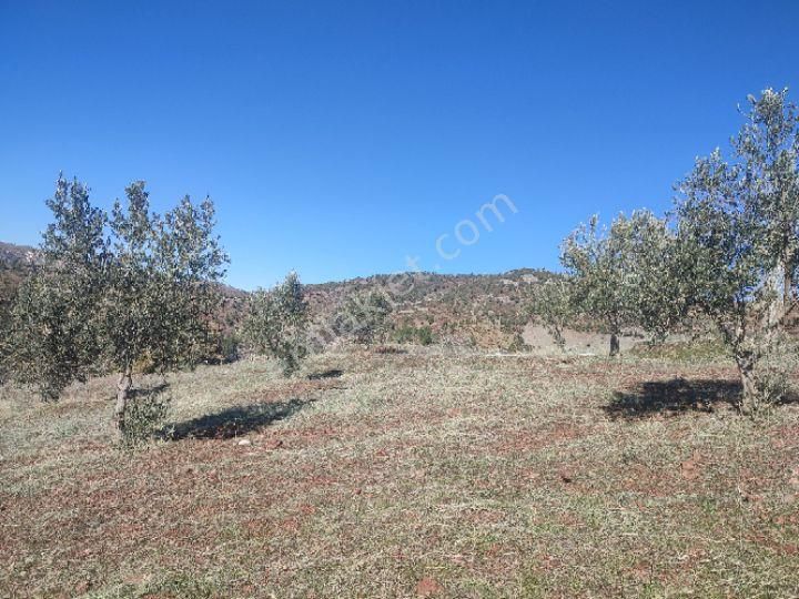 Utku İnş Gayrimenkulden Manisa Akhisar Hampaşa Mah Satılık Zeytinlik - Görsel 30