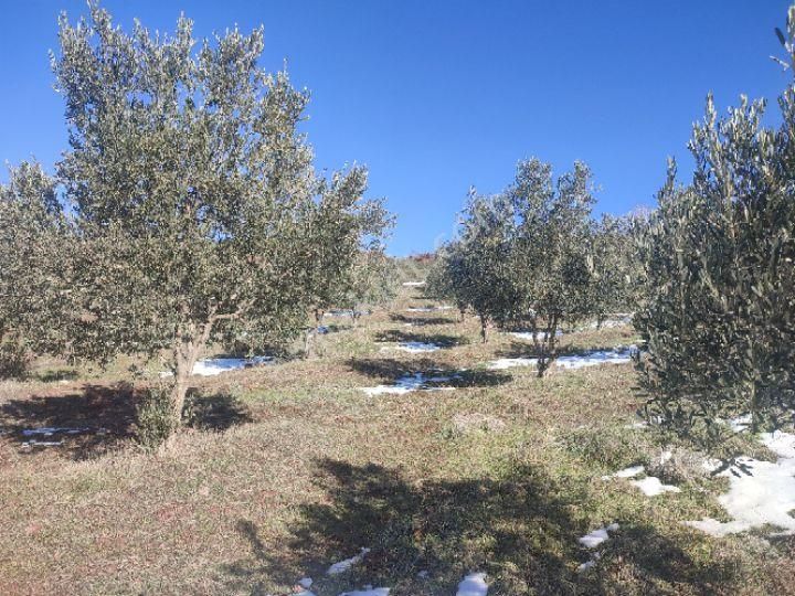 Utku İnş Gayrimenkulden Manisa Akhisar Hampaşa Mah Satılık Zeytinlik