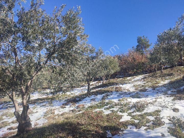 Utku İnş Gayrimenkulden Manisa Akhisar Hampaşa Mah Satılık Zeytinlik - Görsel 11