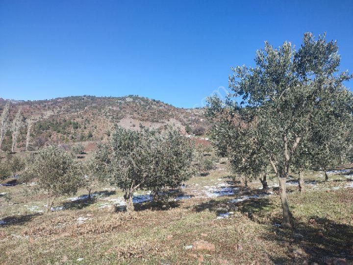 Utku İnş Gayrimenkulden Manisa Akhisar Hampaşa Mah Satılık Zeytinlik - Görsel 6