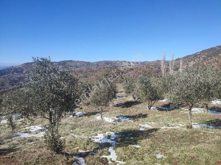 Utku İnş Gayrimenkulden Manisa Akhisar Hampaşa Mah Satılık Zeytinlik - Görsel 15