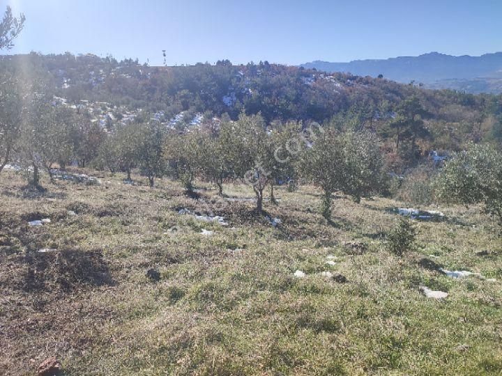 Utku İnş Gayrimenkulden Manisa Akhisar Hampaşa Mah Satılık Zeytinlik - Görsel 22