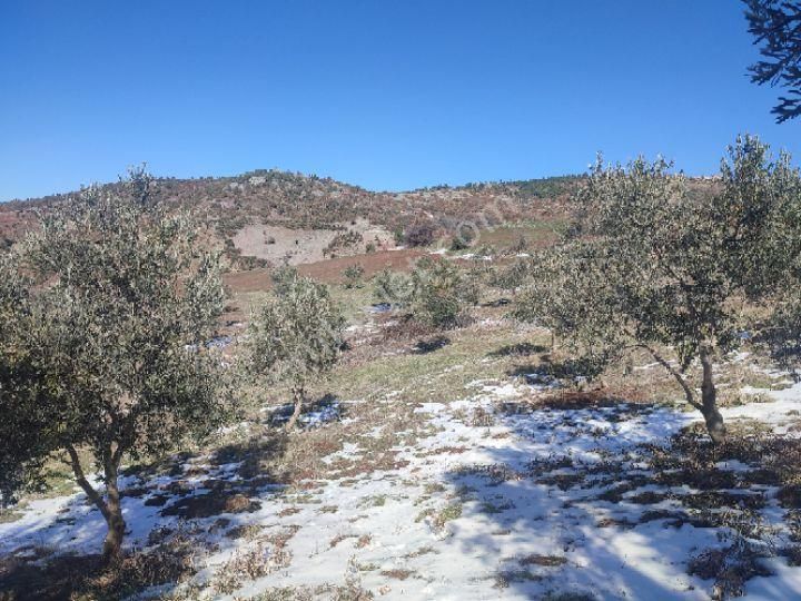 Utku İnş Gayrimenkulden Manisa Akhisar Hampaşa Mah Satılık Zeytinlik - Görsel 12