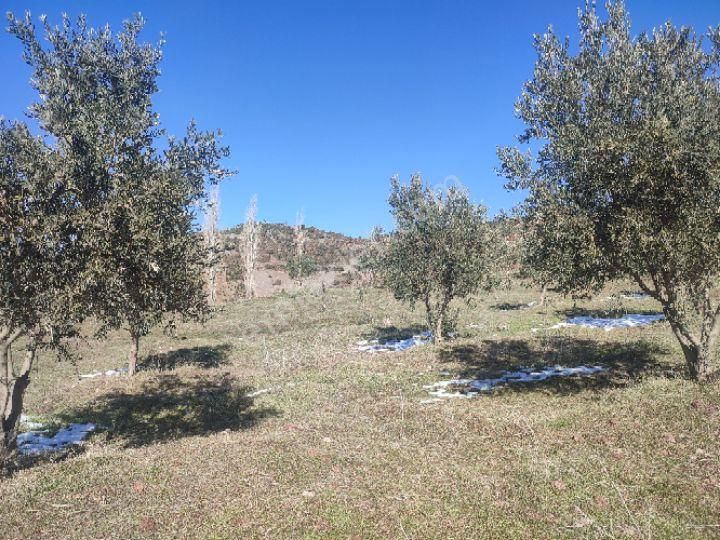 Utku İnş Gayrimenkulden Manisa Akhisar Hampaşa Mah Satılık Zeytinlik - Görsel 26