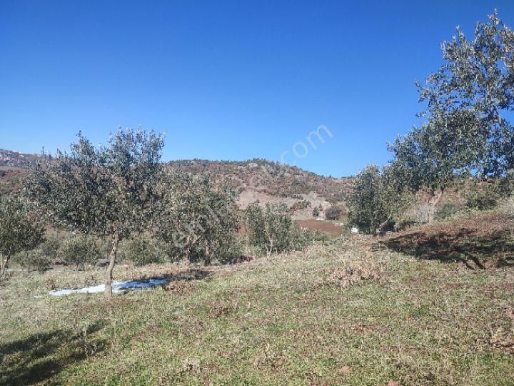 Utku İnş Gayrimenkulden Manisa Akhisar Hampaşa Mah Satılık Zeytinlik - Görsel 4