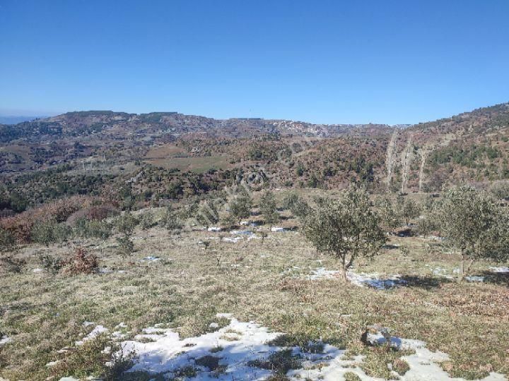 Utku İnş Gayrimenkulden Manisa Akhisar Hampaşa Mah Satılık Zeytinlik - Görsel 7