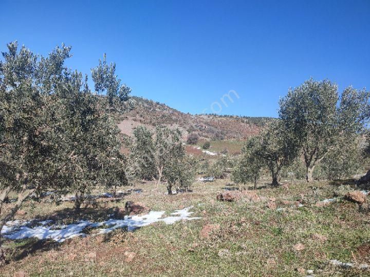 Utku İnş Gayrimenkulden Manisa Akhisar Hampaşa Mah Satılık Zeytinlik - Görsel 3