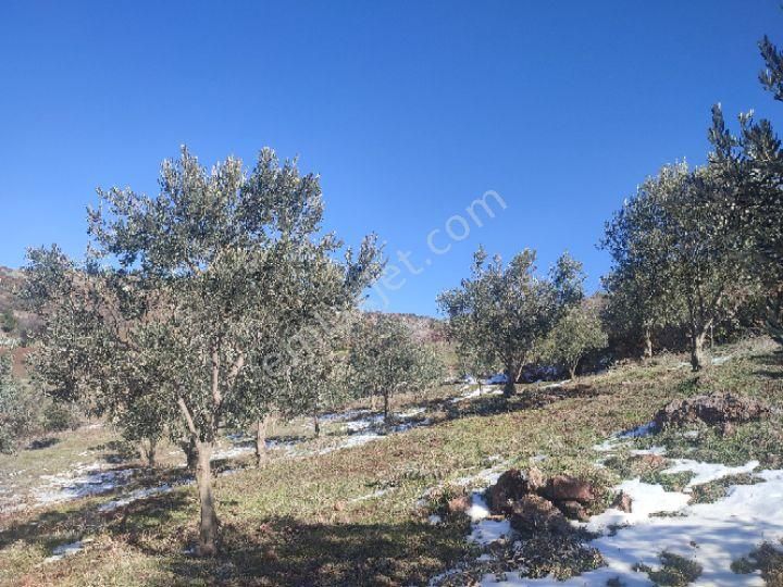 Utku İnş Gayrimenkulden Manisa Akhisar Hampaşa Mah Satılık Zeytinlik - Görsel 5