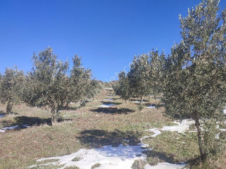 Utku İnş Gayrimenkulden Manisa Akhisar Hampaşa Mah Satılık Zeytinlik - Görsel 20