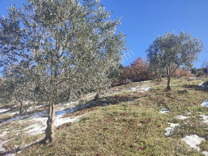 Utku İnş Gayrimenkulden Manisa Akhisar Hampaşa Mah Satılık Zeytinlik - Görsel 8