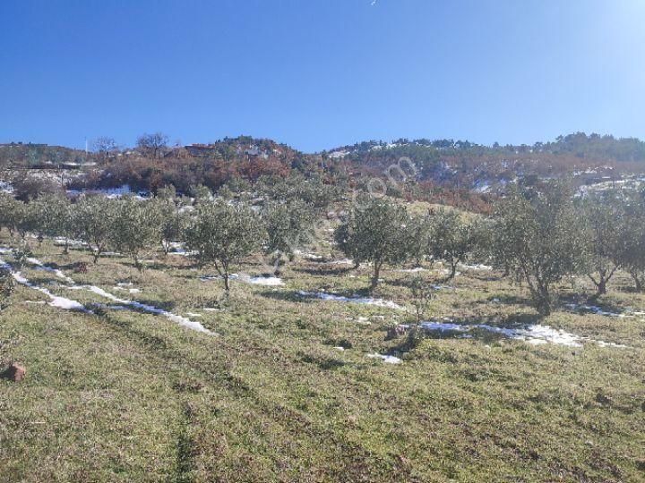 Utku İnş Gayrimenkulden Manisa Akhisar Hampaşa Mah Satılık Zeytinlik - Görsel 33