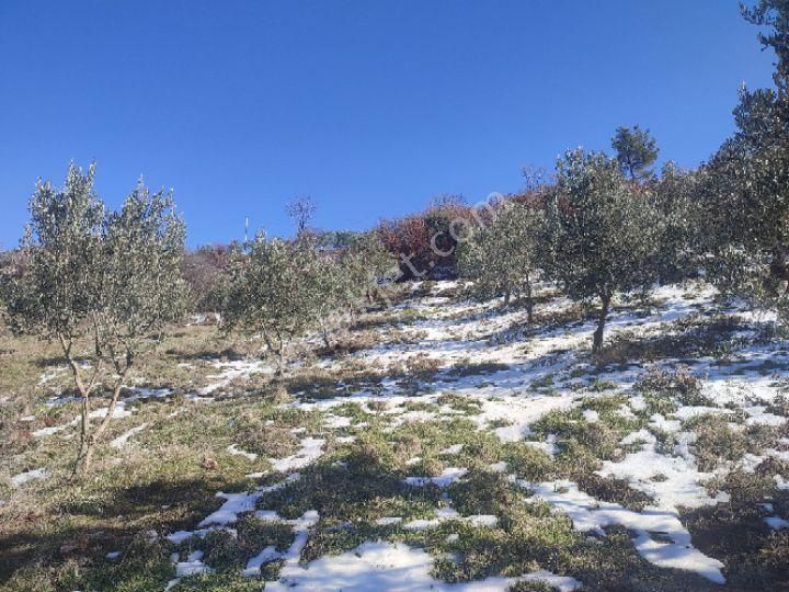 Utku İnş Gayrimenkulden Manisa Akhisar Hampaşa Mah Satılık Zeytinlik - Görsel 13