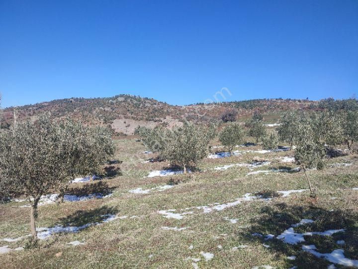 Utku İnş Gayrimenkulden Manisa Akhisar Hampaşa Mah Satılık Zeytinlik - Görsel 17
