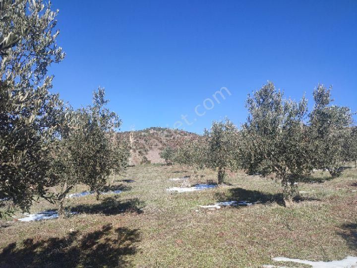 Utku İnş Gayrimenkulden Manisa Akhisar Hampaşa Mah Satılık Zeytinlik - Görsel 19