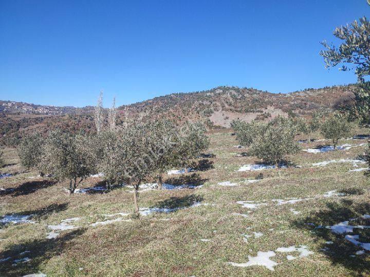 Utku İnş Gayrimenkulden Manisa Akhisar Hampaşa Mah Satılık Zeytinlik - Görsel 14