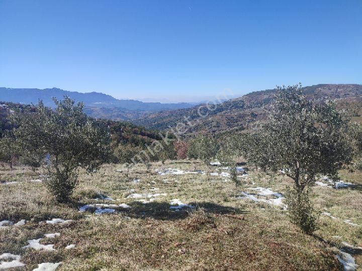 Utku İnş Gayrimenkulden Manisa Akhisar Hampaşa Mah Satılık Zeytinlik - Görsel 16