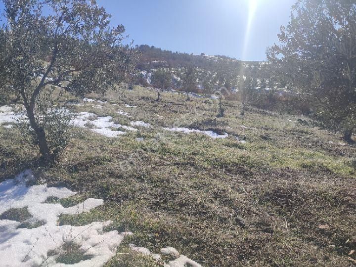 Utku İnş Gayrimenkulden Manisa Akhisar Hampaşa Mah Satılık Zeytinlik - Görsel 23