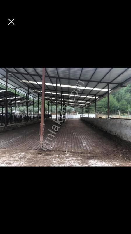 Koyuncu Group Tan Menderes Camönü Satılık Çiftlik - Görsel 8