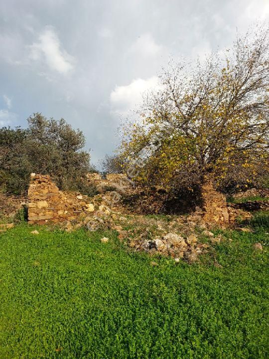 Milas Kuzyaka Satılık Konut İmarlı Milas kuzyaka mahallesinde Satılık köy yerleşik alan içinde arsa