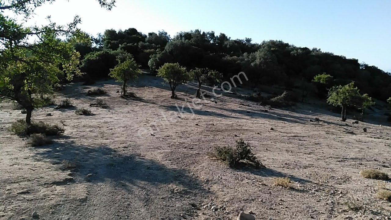 Sahibinden Satılık 11 Dönüm Zeytinlik