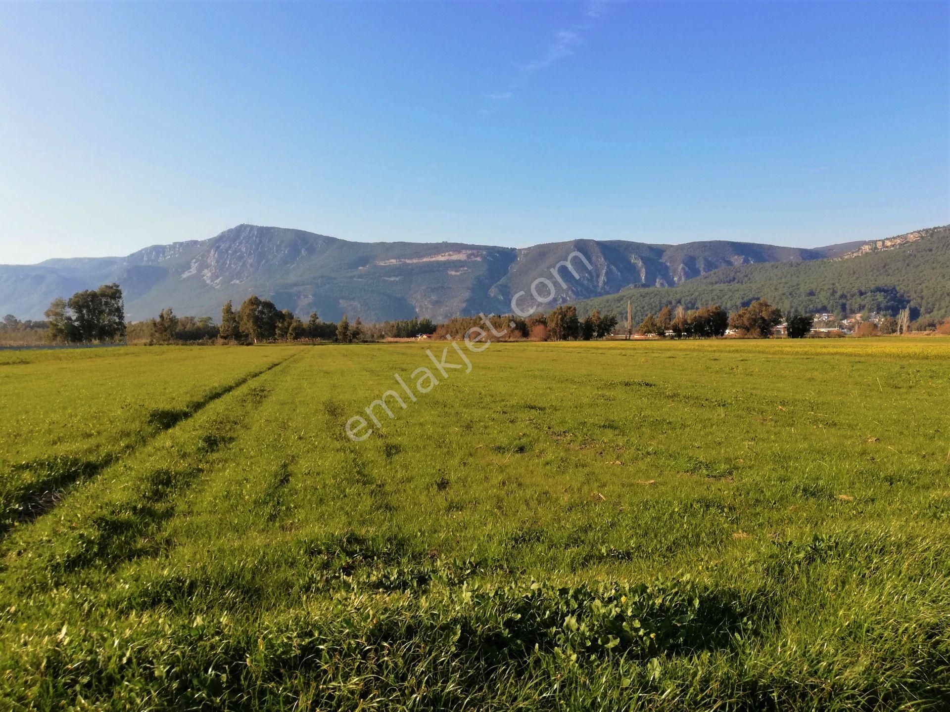 Ula Çıtlık Satılık Tarla Muğla Gökova Çıtlık'da Satılık 6.600 m2 Harika Tarla