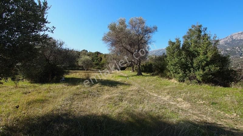 Karaburun Eğlenhoca Mahallesi'nde Deniz Manzaralı Tarla - Görsel 15