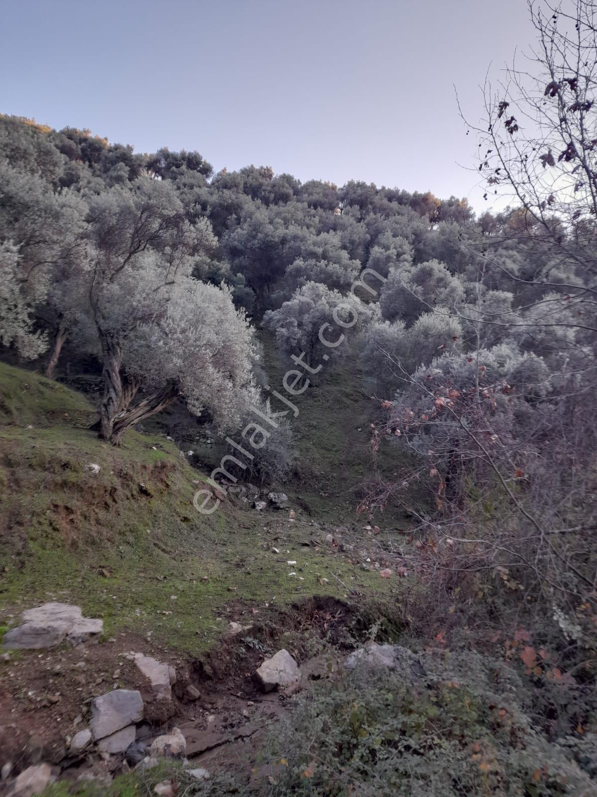 Koyuncu Group Tan Bayındır Yusuflu Da Satılık Zeytınlık - Görsel 16