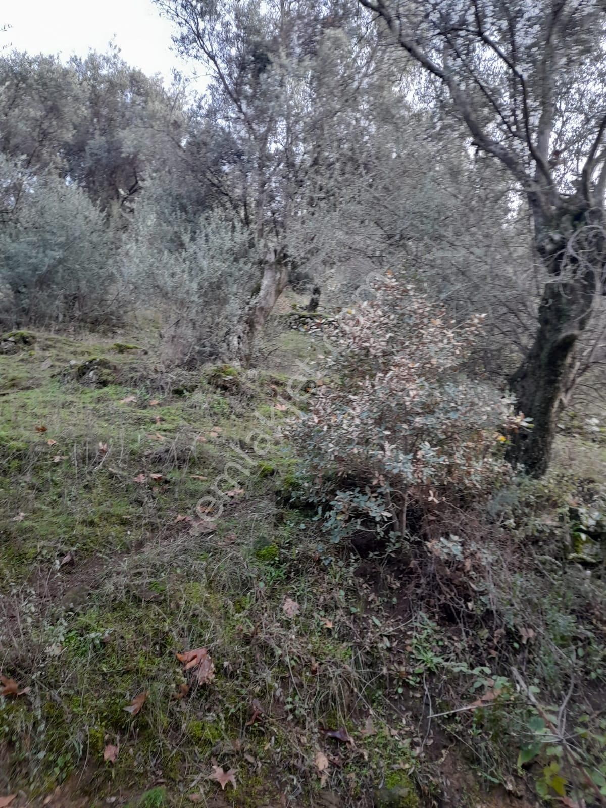 Koyuncu Group Tan Bayındır Yusuflu Da Satılık Zeytınlık - Görsel 6