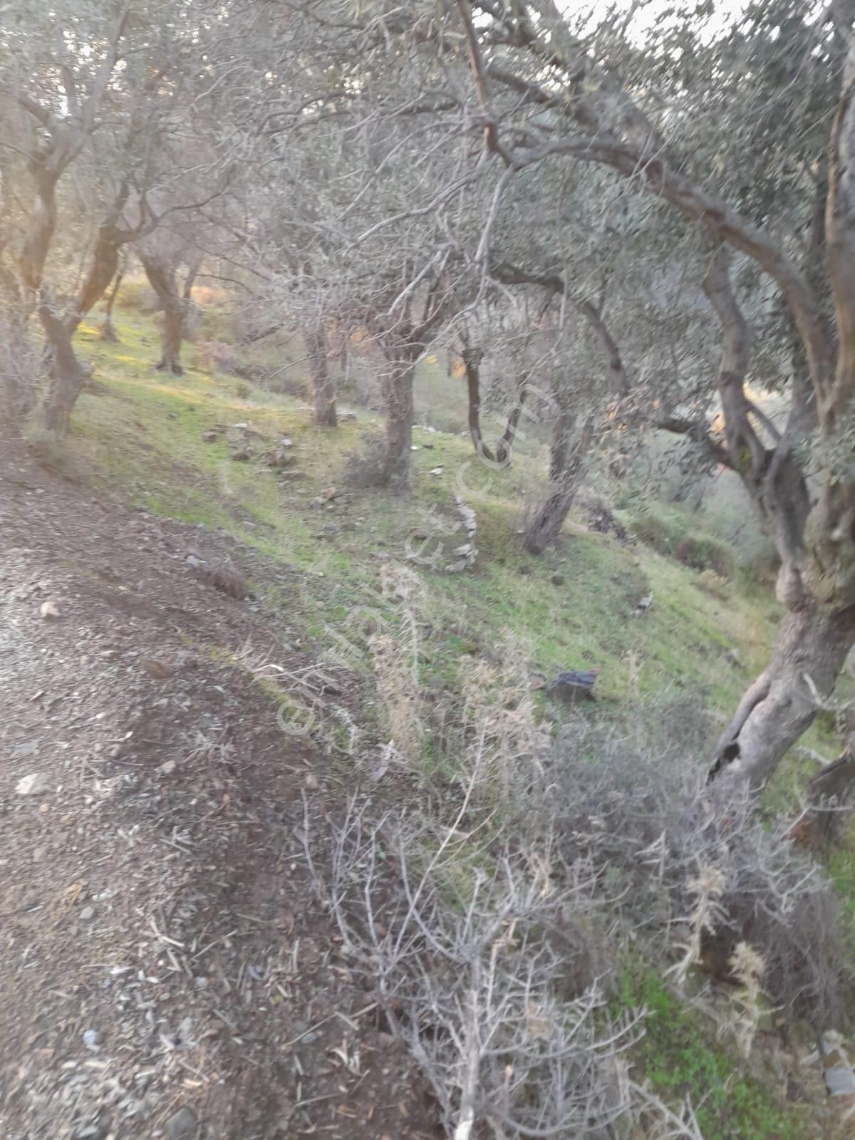 Koyuncu Group Tan Bayındır Yusuflu Da Satılık Zeytınlık - Görsel 9