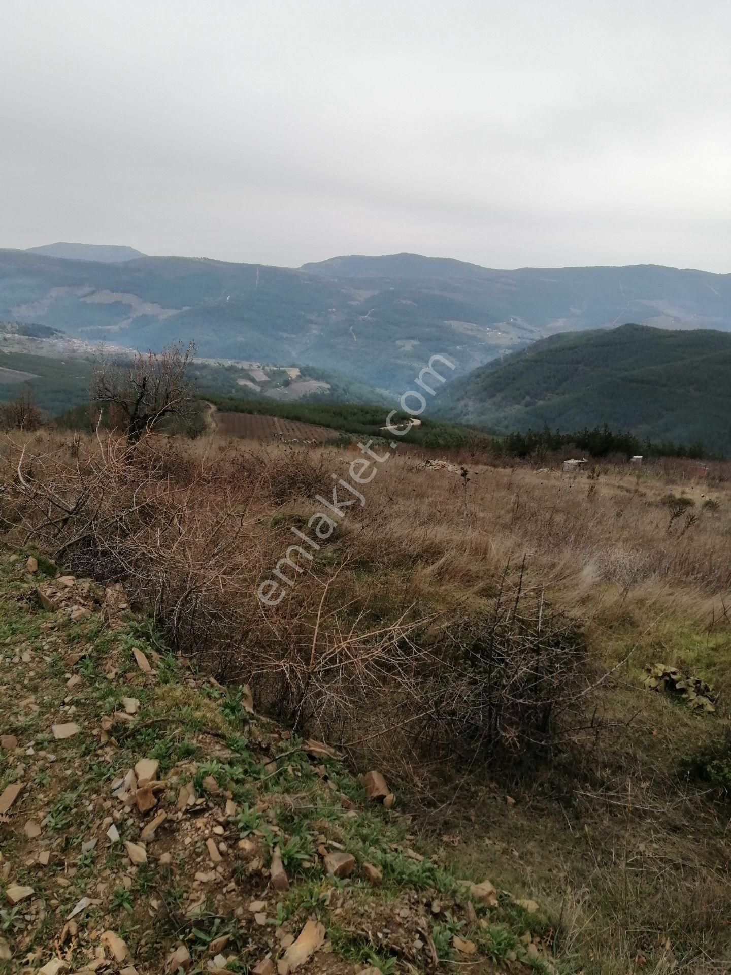 İzmir Torbalı Gold Emlaktan Çınardibinde Satılık Meyve Bahçesi - Görsel 30