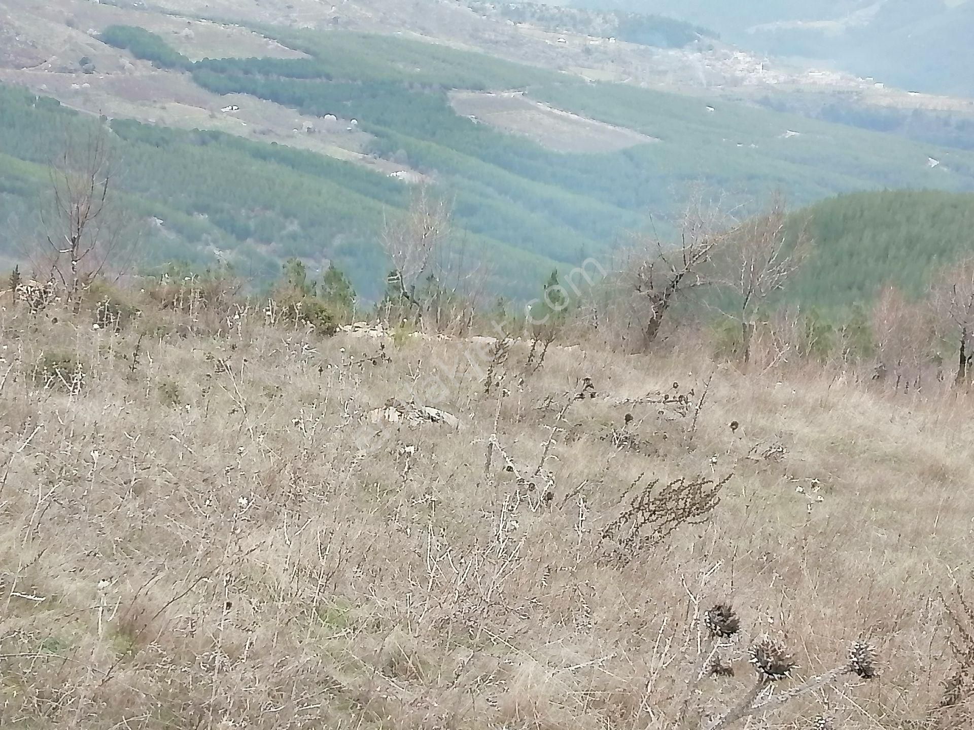 İzmir Torbalı Gold Emlaktan Çınardibinde Satılık Meyve Bahçesi - Görsel 34