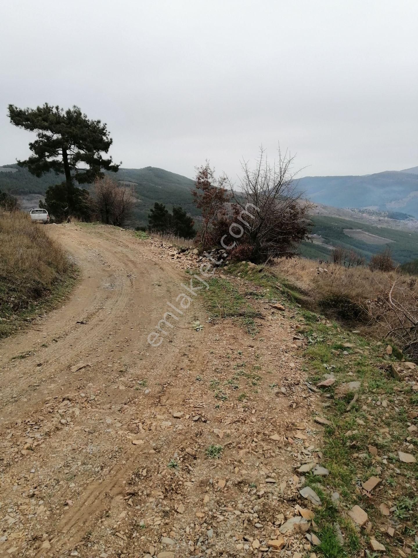 İzmir Torbalı Gold Emlaktan Çınardibinde Satılık Meyve Bahçesi - Görsel 31
