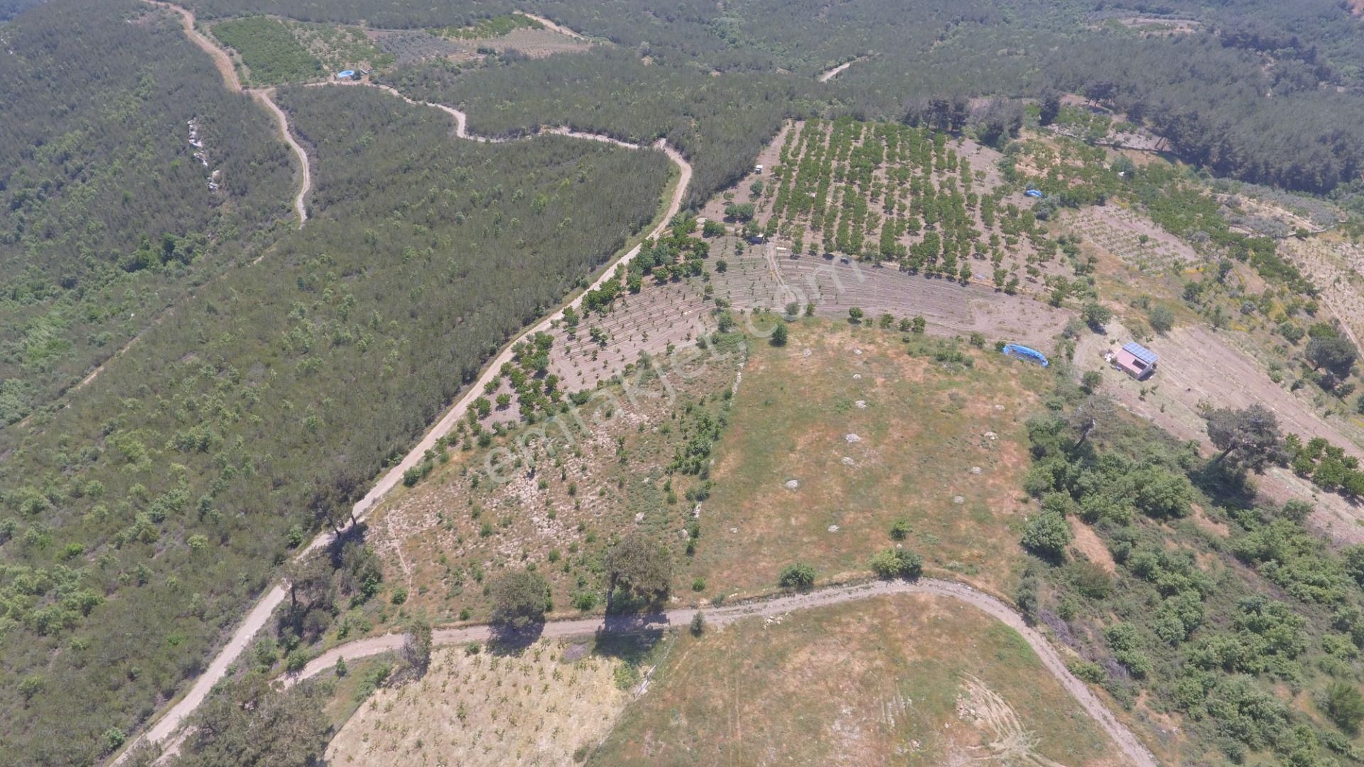 İzmir Torbalı Gold Emlaktan Çınardibinde Satılık Meyve Bahçesi - Görsel 4