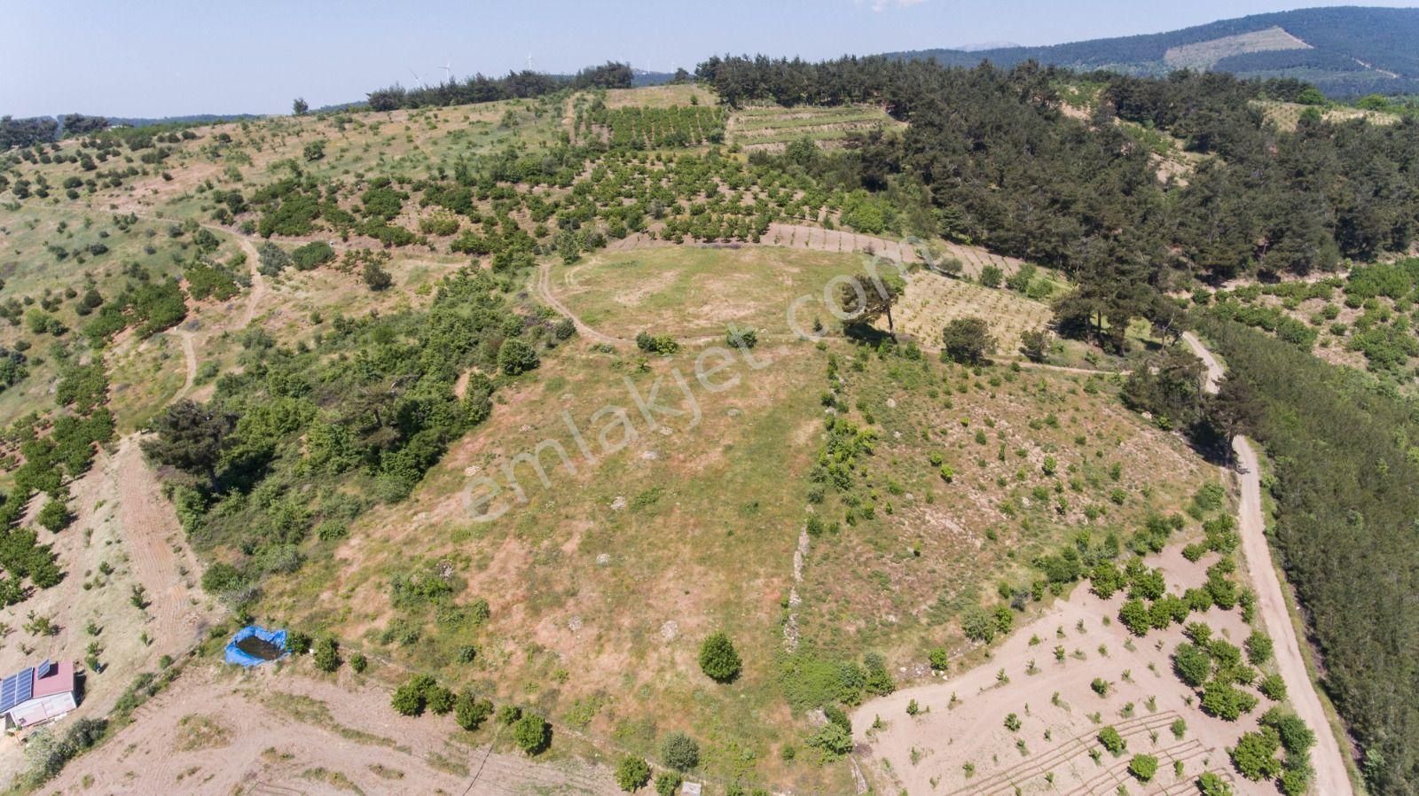 İzmir Torbalı Gold Emlaktan Çınardibinde Satılık Meyve Bahçesi - Görsel 10