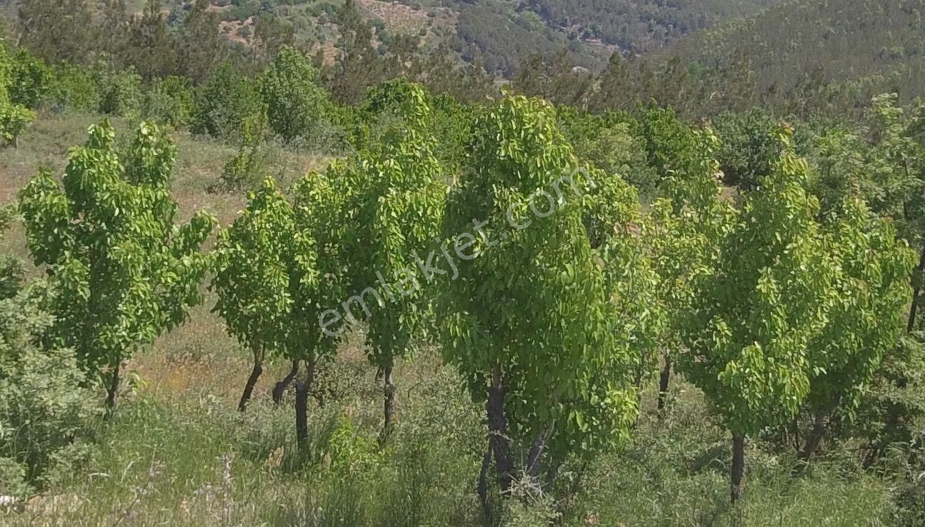 İzmir Torbalı Gold Emlaktan Çınardibinde Satılık Meyve Bahçesi - Görsel 17