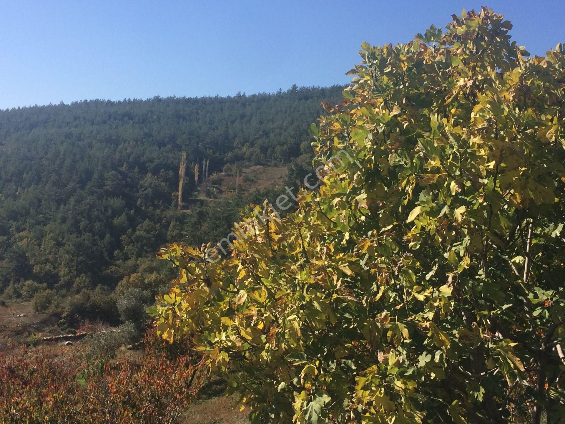 İzmir Torbalı Gold Emlaktan Çınardibinde Satılık Meyve Bahçesi - Görsel 21