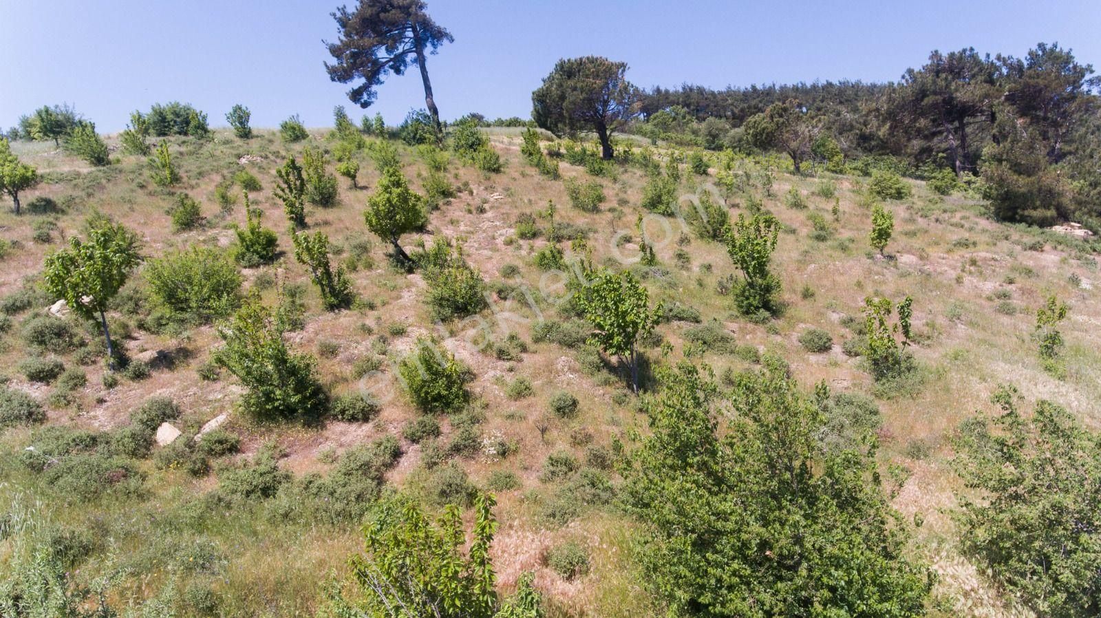 İzmir Torbalı Gold Emlaktan Çınardibinde Satılık Meyve Bahçesi - Görsel 16