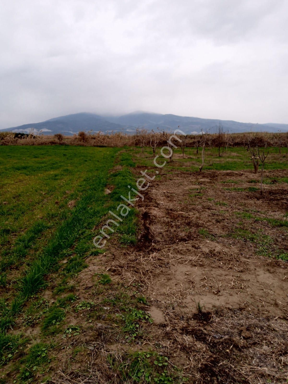 Sultanhisar Atçada Satılık - Görsel 9