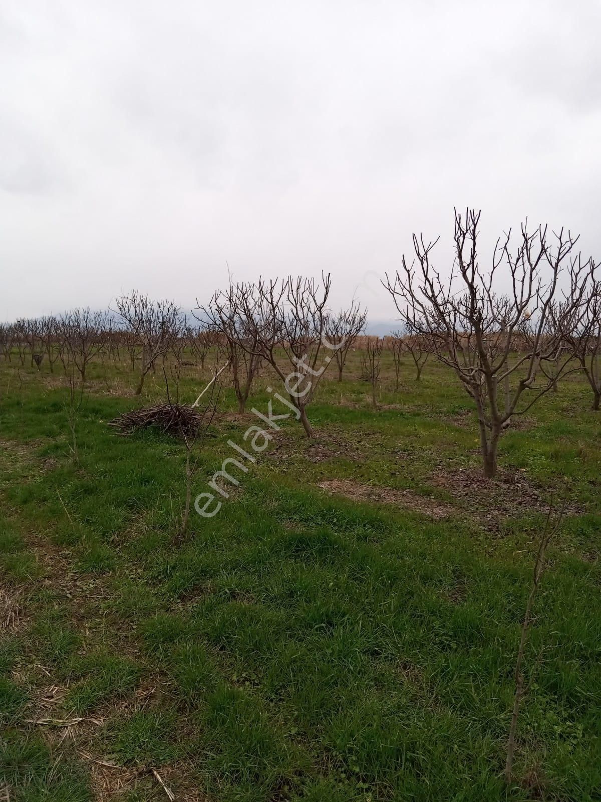 Sultanhisar Atça Satılık Tarla  SULTANHİSAR ATÇADA SATILIK