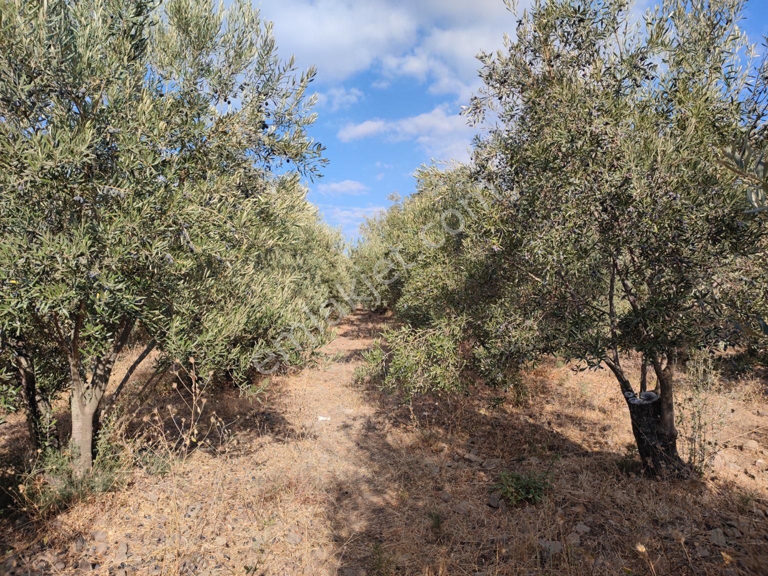 Kuşadası Davutlar Satılık Konut İmarlı AYDIN KUŞADASI DAVUTLARDA SATILIK ARSA 815m