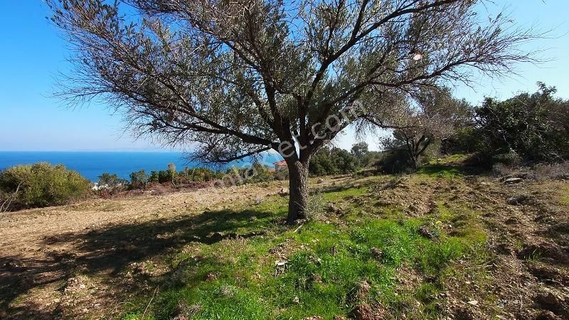 Karaburun İnecik Kaynarpınar'da Muhteşem Deniz Manzaralı Arsa - Görsel 10
