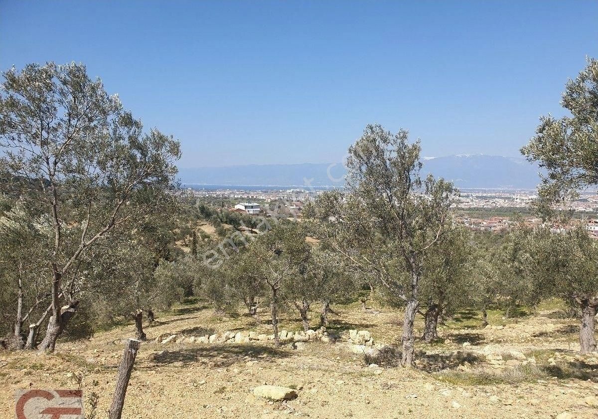 Kelepir Fiyata Yatırımlık Deniz Manzaralı Zeytinlik - Görsel 4
