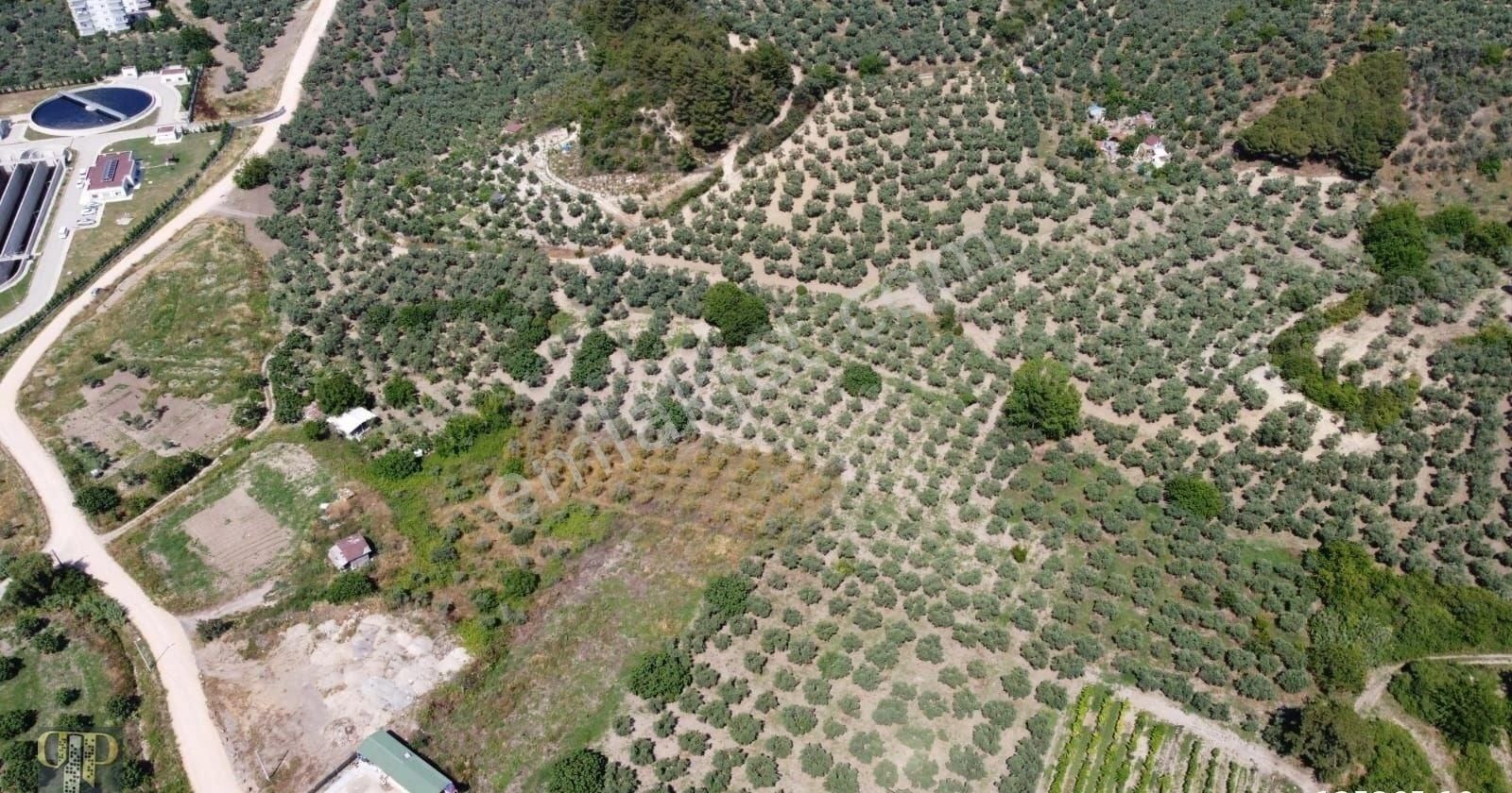 Tırpan Gayrimenkulden Mudanya Aydınpınar Köyünde 4850m2 Zeytinlik - Görsel 7