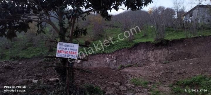 Çarşamba Sarıcalı Satılık Bağ & Bahçe samsun terme evcide sahil yoluna 6 kilo metre 5 dönümün fındıklık kaynak suyu elektriği yakın 