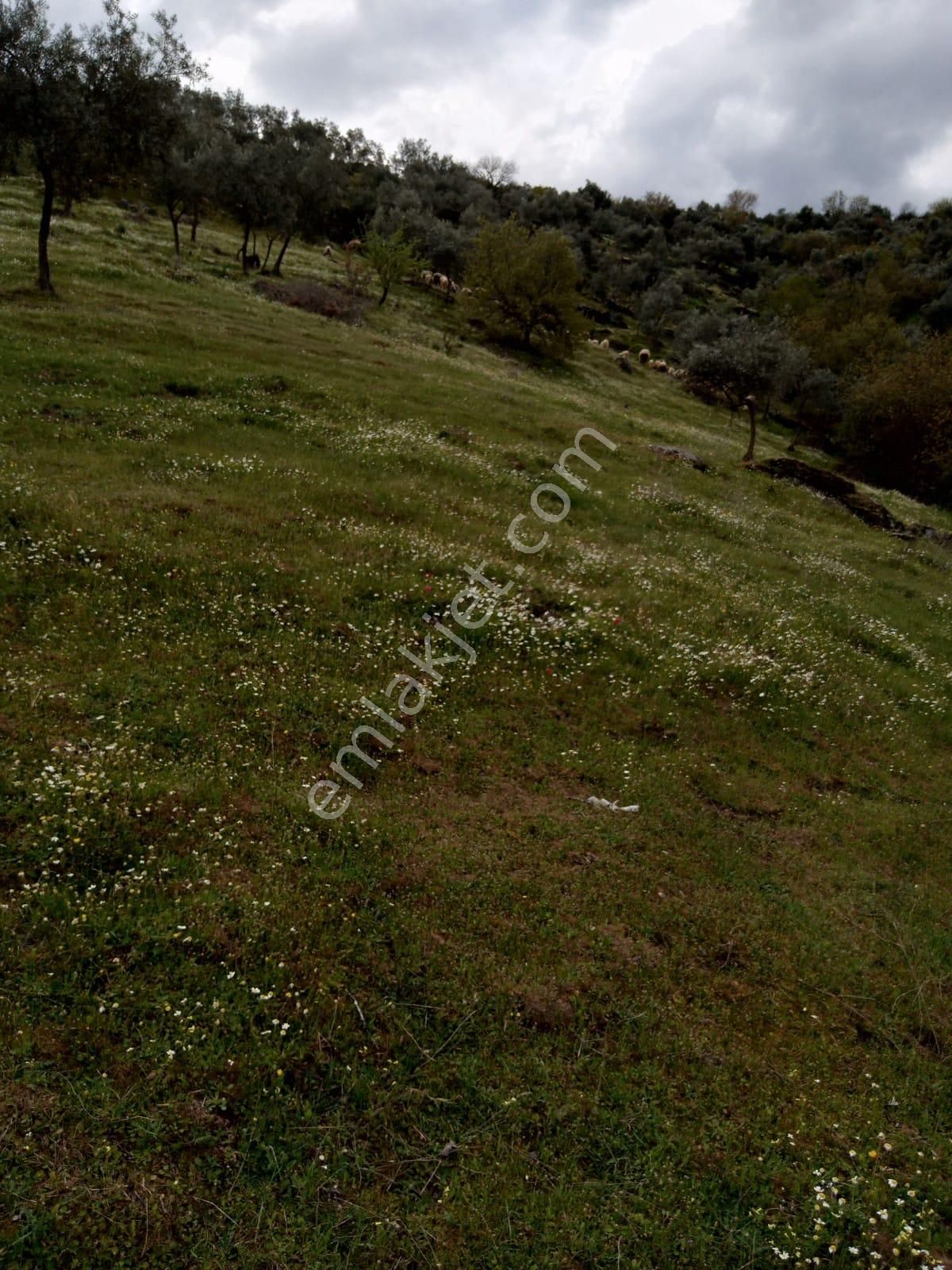 Aydın Yenipazar Donduranda Satılık Zeytinlik - Görsel 4